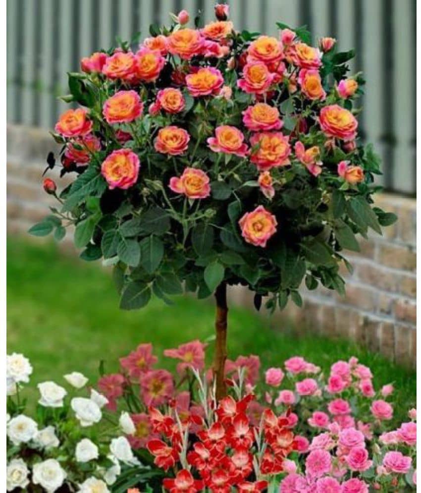Orange Rose Tree Seeds rare flower gorgeous pleasant-smelling fragrant garden 20 seeds