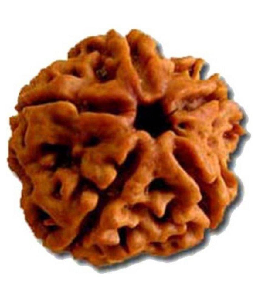     			Shivoham Five Face Rudraksha 5 Face Rudraksha