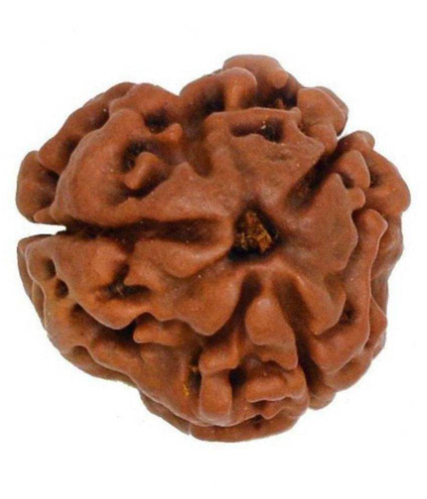    			Shivoham Three Face Rudraksha With Red Silk Dori 3 Face Rudraksha