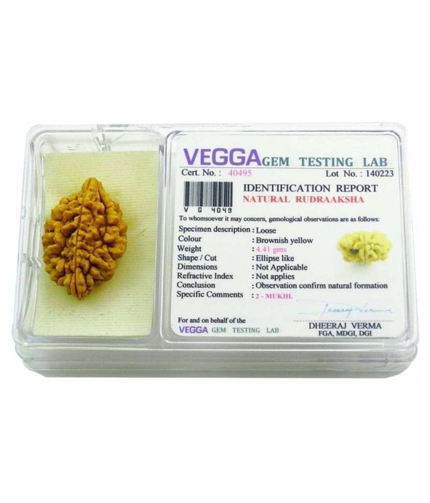     			KARTIK GEMS 2 mukhi rudraksha 2 Face Rudraksha