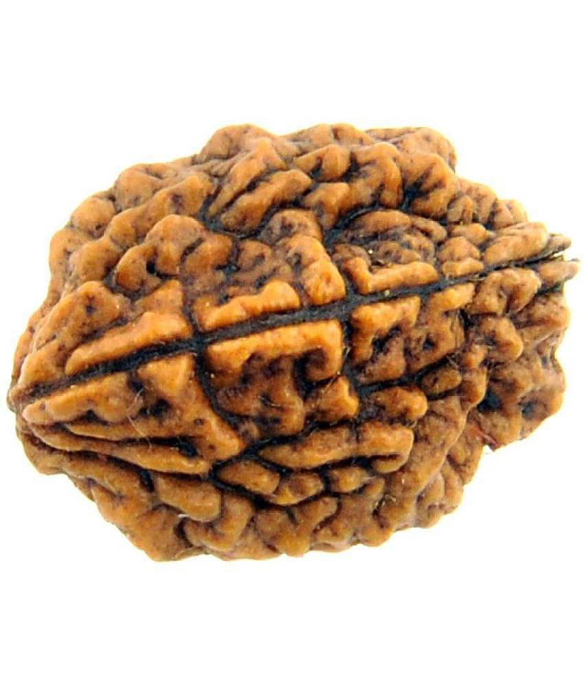    			2 Mukhi Rudraksha