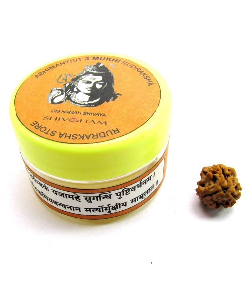     			Shivoham 3 Mukhi Rudraksha 3 Face Rudraksha
