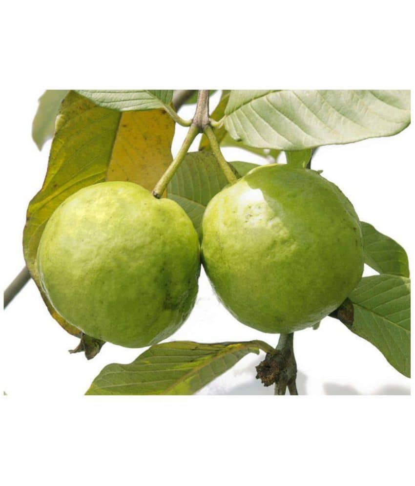 Thai Guava Bonsai SUITABLE Fruit Seeds Very sweet Delicious Fruit 40 Seeds