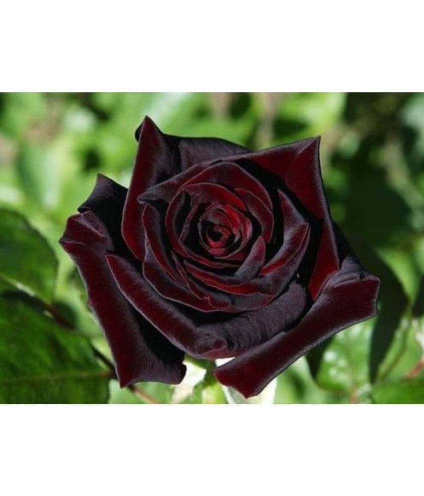     			Black Baccara Hybrid Rose Shrub Flower Seeds Fresh Exotic True Blood Rose Flower 20 seeds