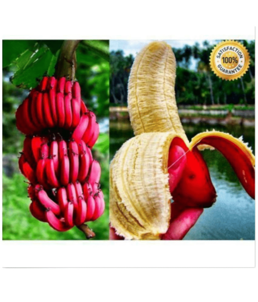     			Dwarf Red banana seeds , delicious rare fruit tree seeds High quality 25 seeds