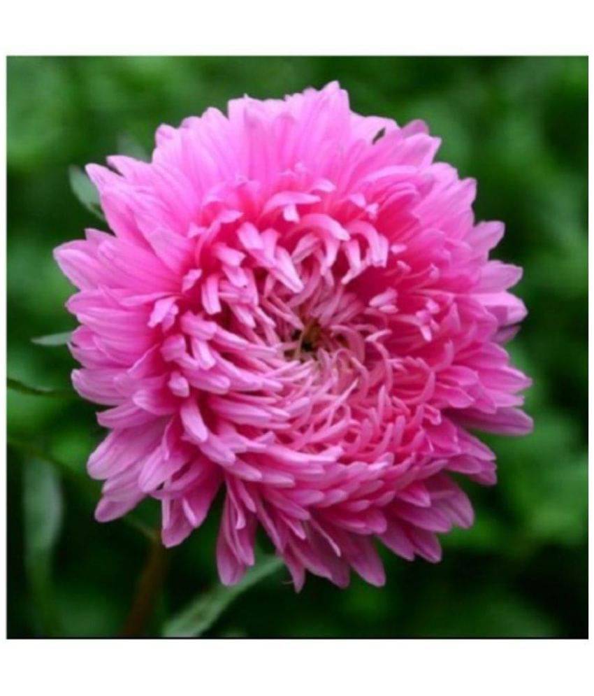     			Original package of Rare Pink Chrysanthemum flower 40 seeds