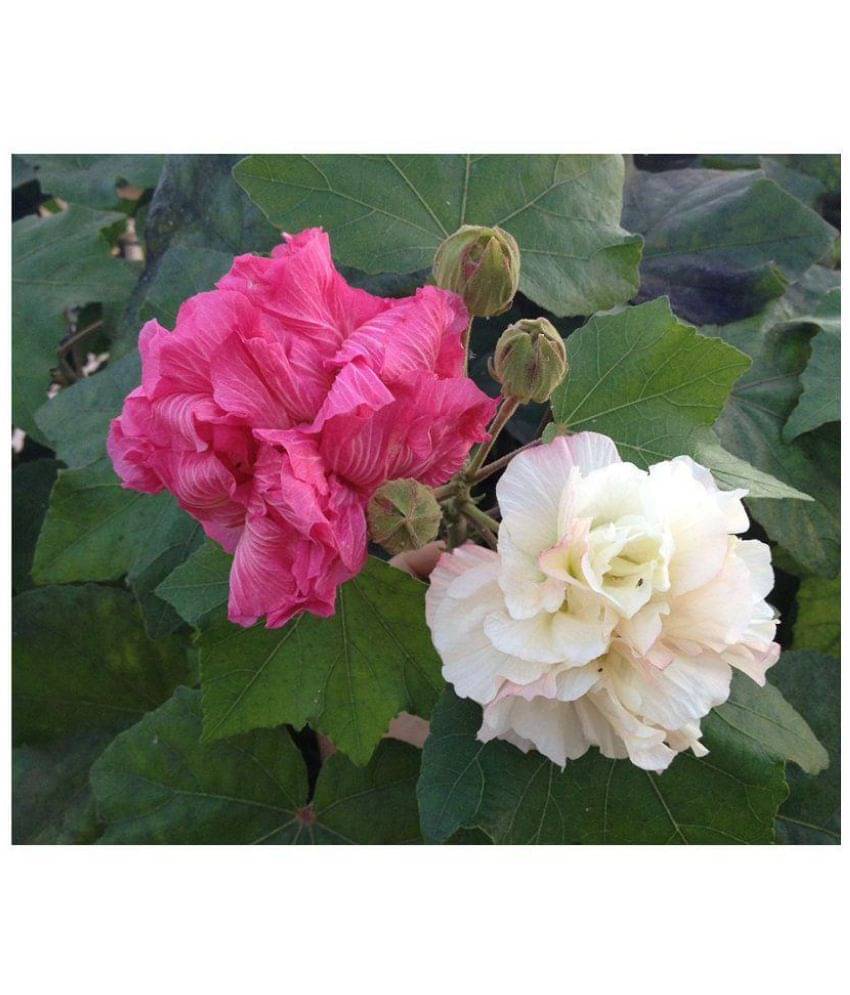     			Hibiscus Mutabilis / Confederate rose / cotton rose Flower Seeds 10 seeds