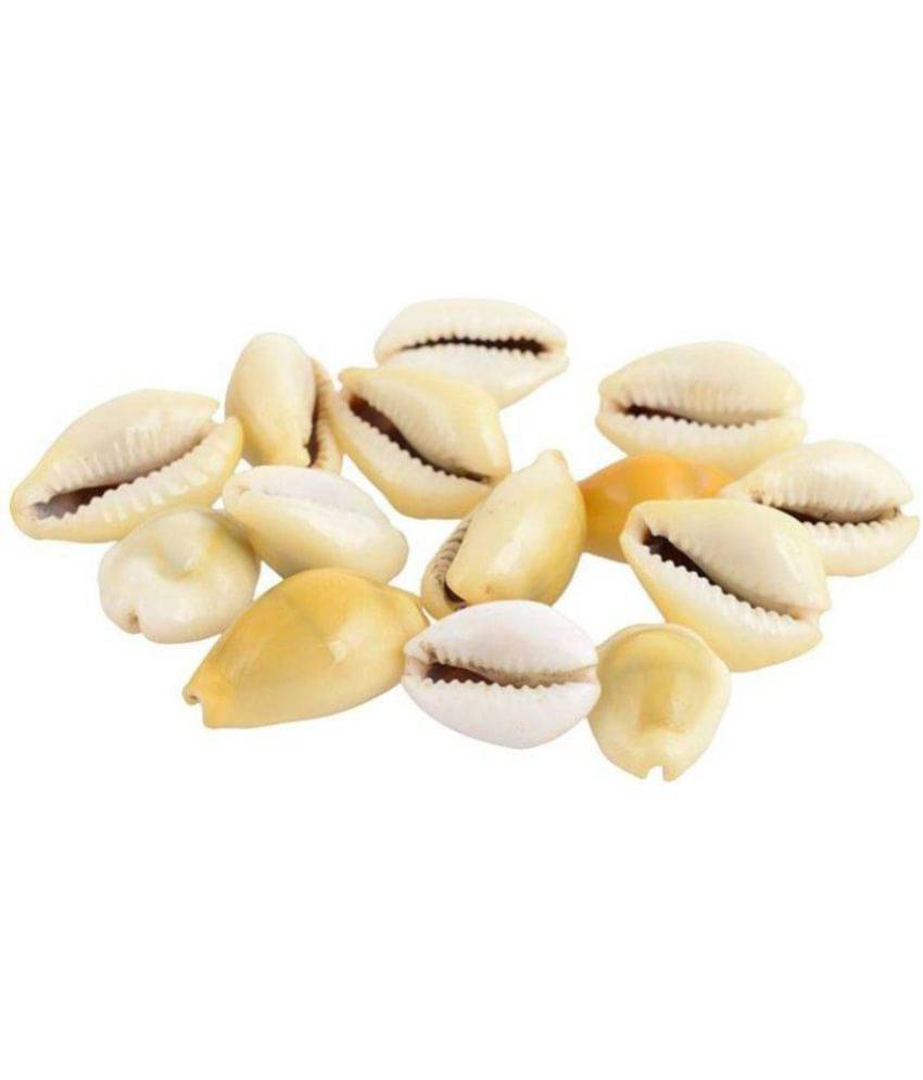     			Laxmi Kaudi Conch (11 Piece) Sacred Shankh