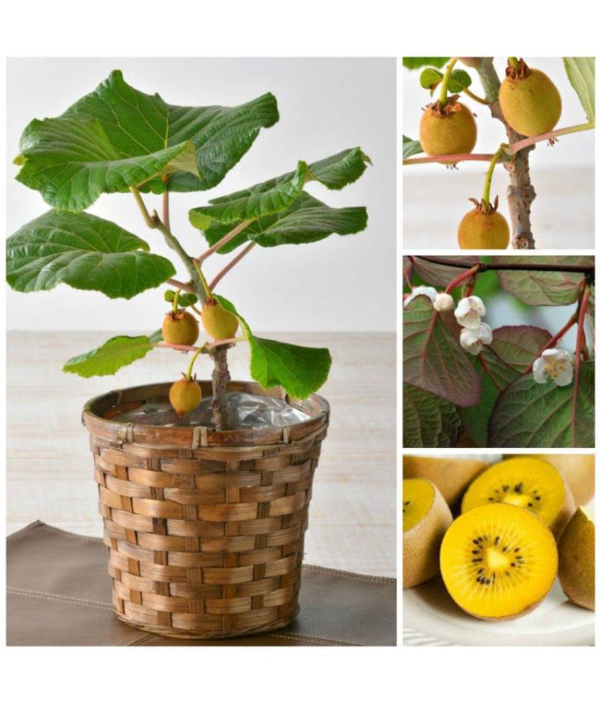     			M-Tech Gardens Indoor Dwarf Kiwi Fruit Seed for Growing 30 Seeds/Bag