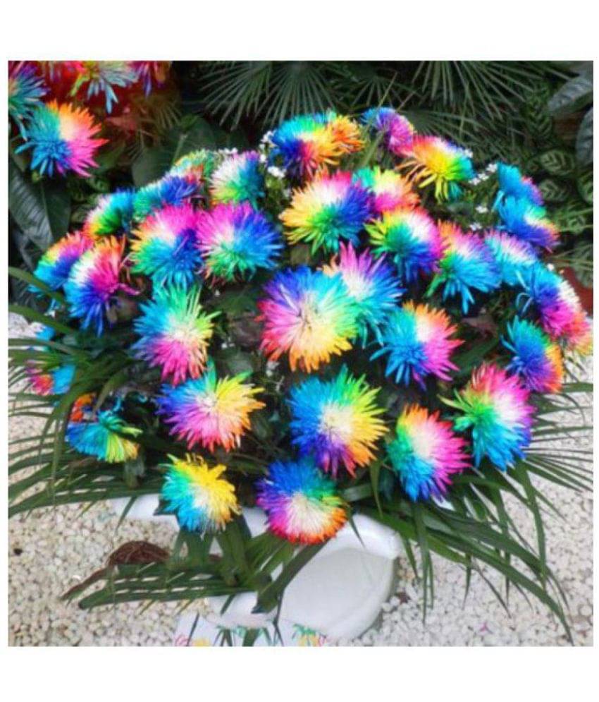     			Summer Garden Exotic Rainbow Chrysanthemum Ornamental Flower Seeds - 40 seeds + Instruction Manual Inside Package