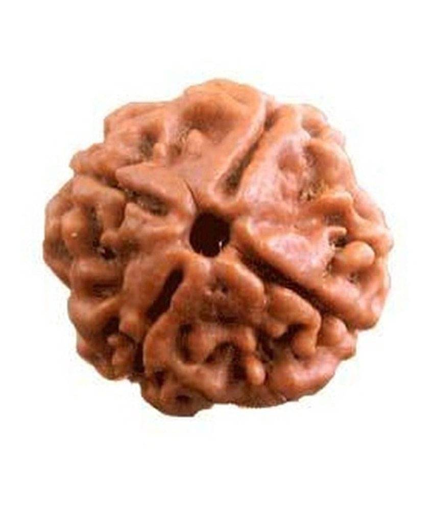     			S.S Collection Brown 4 Mukhi Rudraksh