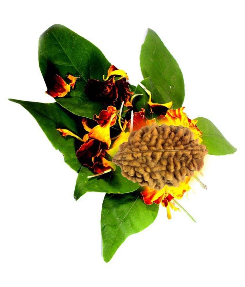     			Shivoham Mantra Siddha 2 Mukhi Rudraksha 2 Face Rudraksha