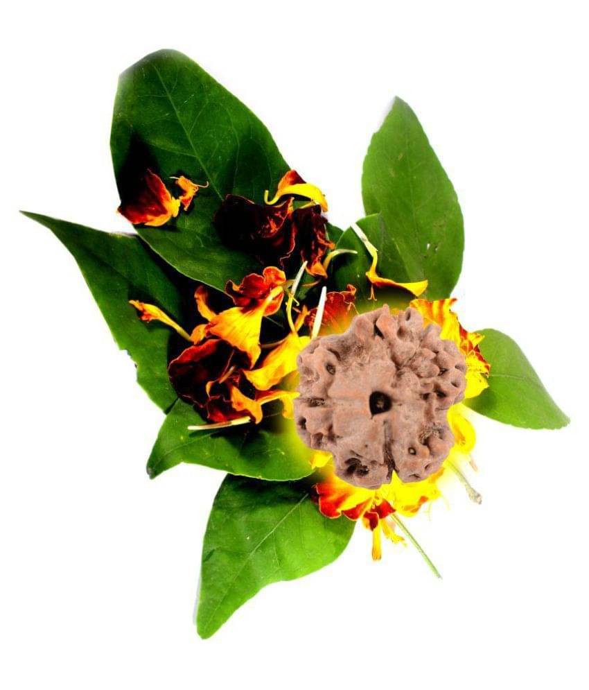     			Shivoham Mantra Siddha 3 Mukhi Rudraksha 3 Face Rudraksha