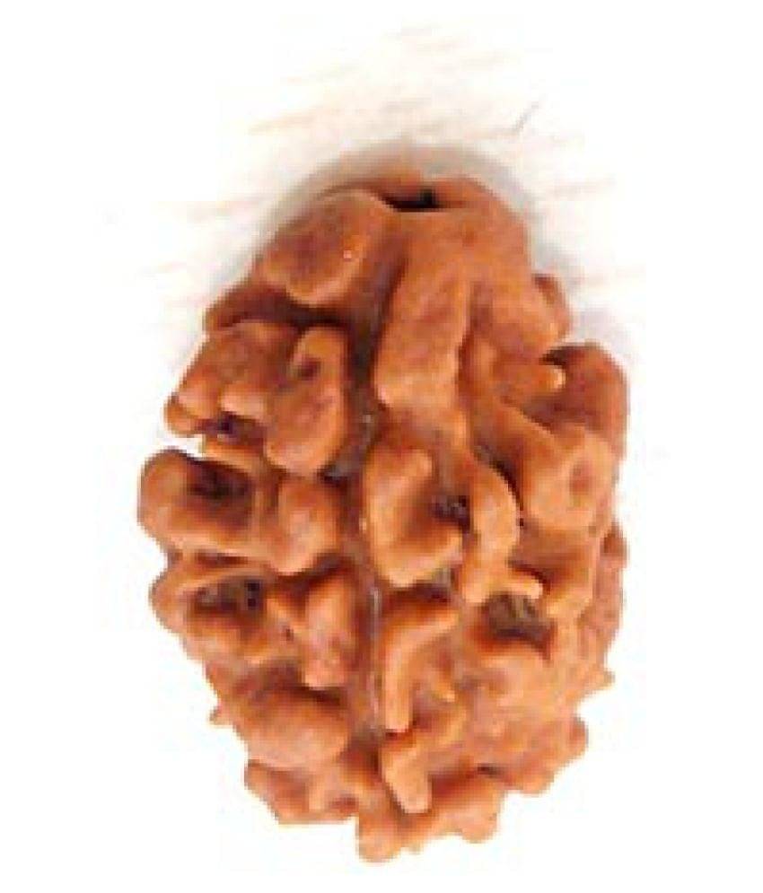     			2 Mukhi Rudraksha(Indonesia)