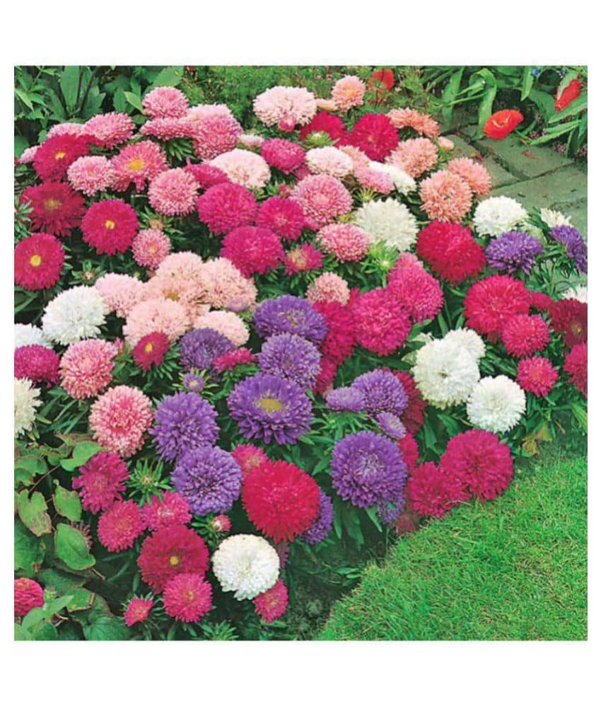 R-DRoz Corn Flowers (Centaurea cyanus) Better Germination Flowers Seeds - Pack of 50 Seeds (100 Grams Growing Soil Free)