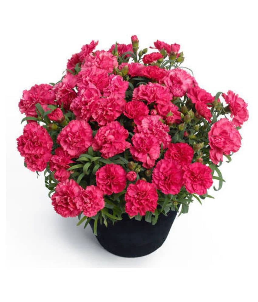 Flower Seeds : Dianthus Caryophyllus Seeds For Roof Garden Flower Plant Seeds For Yard Garden&Outdoor Living Home Garden Plant Seeds Eco Pack Garden Plant Seeds
