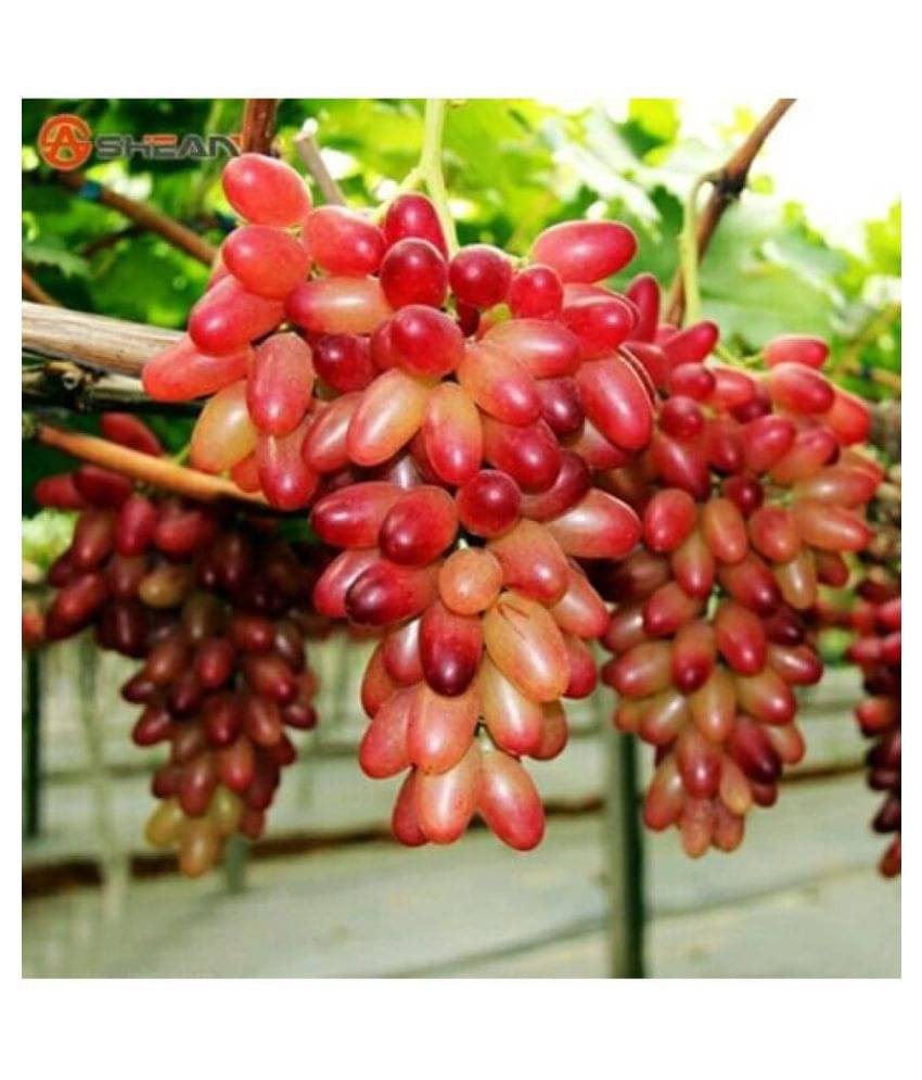     			Fruit Seeds Grapes Plant - Sweet Grapes Seeds Fruit Seeds For Garden Kitchen Garden Bonsai Suitable Fruit Seeds Pack