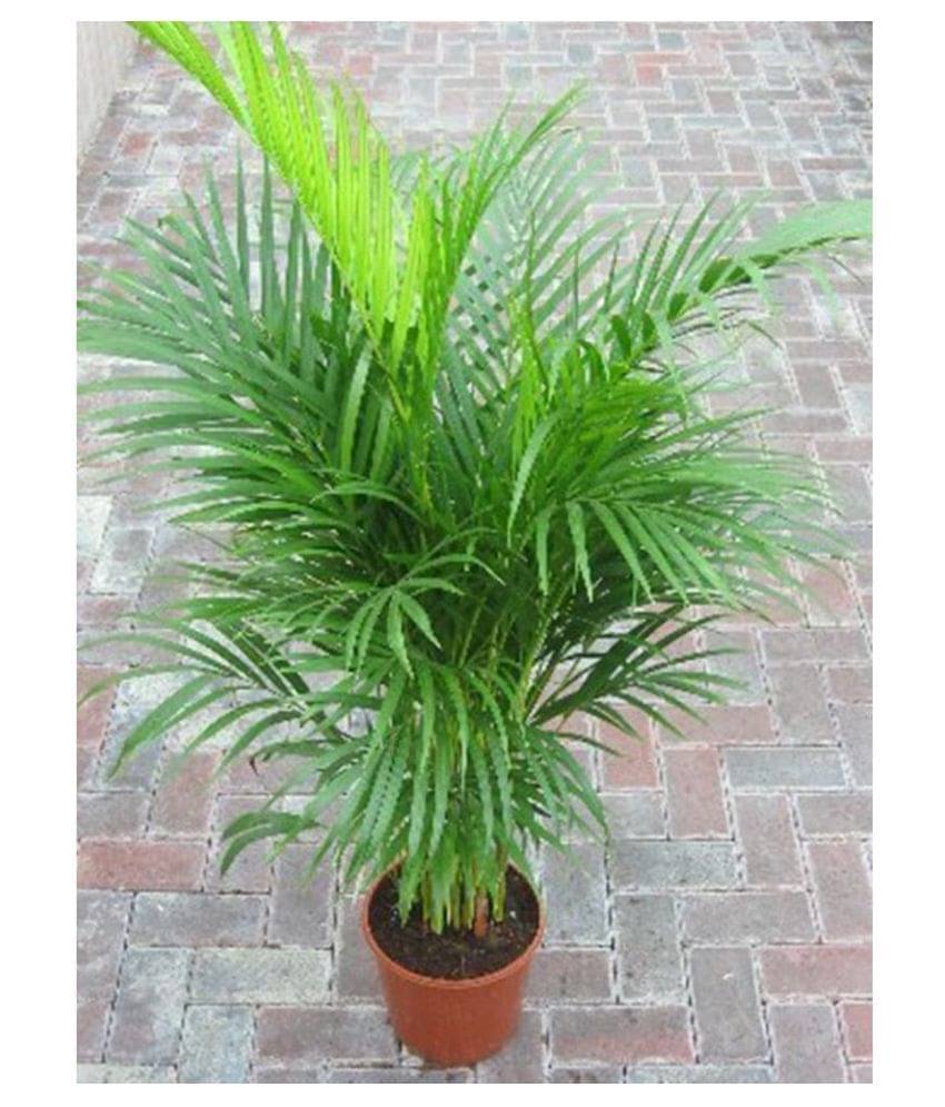    			Butterfly Palm Tree Seeds