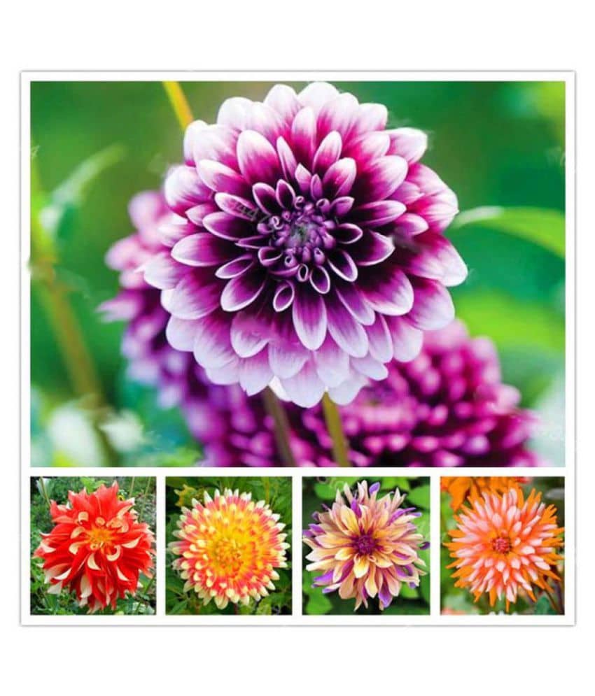 Rare Beautiful Perennial Dahlia Flower Seeds