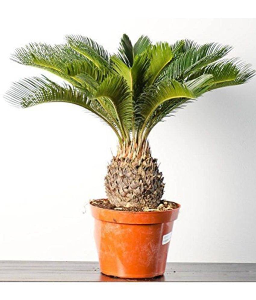 OhhSome Japanese Sago Palm Seeds Ornamental Seeds OhhSome Japanese Sago Palm Seeds Ornamental Seeds