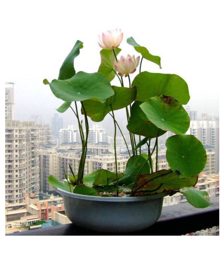     			M-Tech Gardens Exotic Aquatic Lotus Flower Seeds ( Pink Dwarf 10 Seeds Pack)