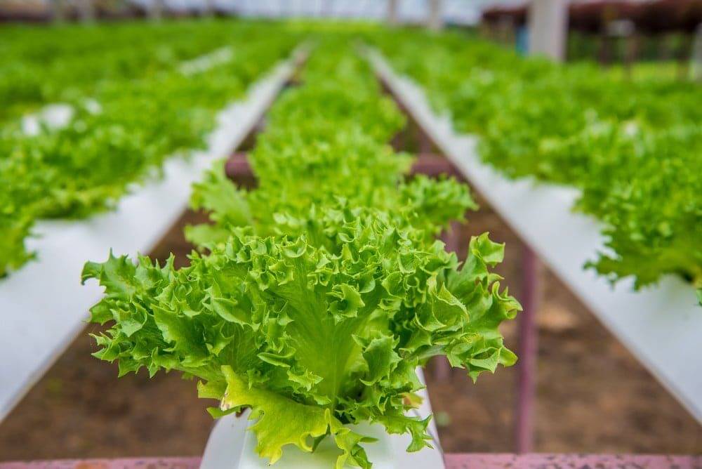 Vegetable Seeds Lettuce Green Organic F1 Hybrid Seeds - Lettuce Green Seeds Seeds All Season Home Garden Seeds     			Vegetable Seeds Lettuce Green Organic F1 Hybrid Seeds - Lettuce Green Seeds Seeds All Season Home Garden Seeds