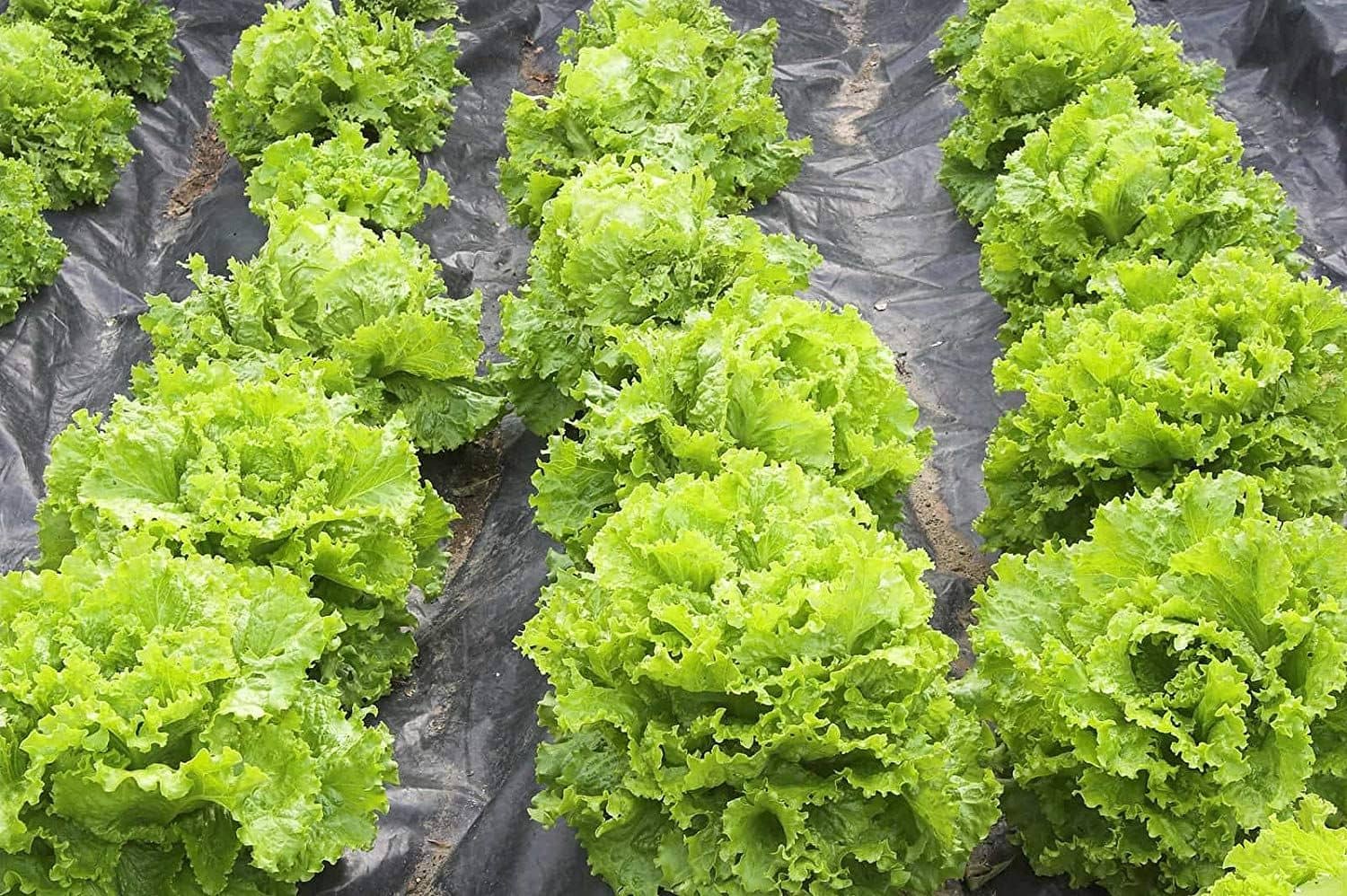 Vegetable Seeds Butterhead Lettuce Seeds - Lettuce Green ​Seeds Seeds Any Season Home Garden Seeds