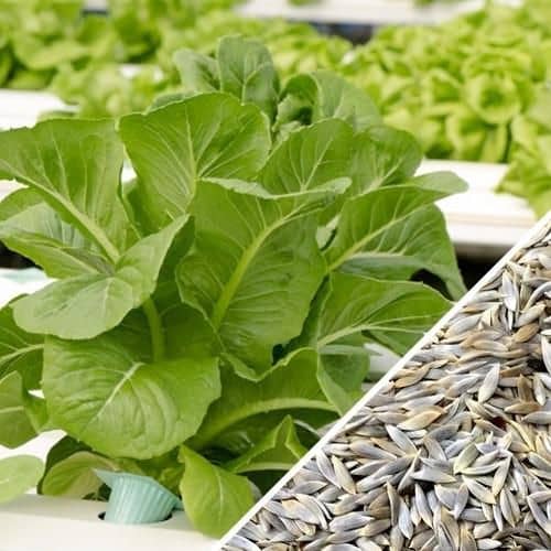 Vegetable Seeds Lettuce Green ​Seeds - Lettuce Green ​Seeds Leaf Vegetable Plant Seeds Home Garden Seeds