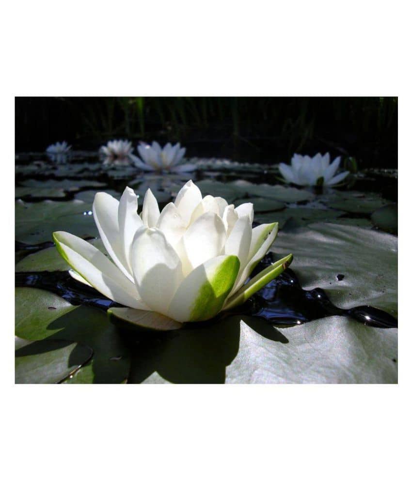 KANISHQ WHITE LOTUS SEEDS