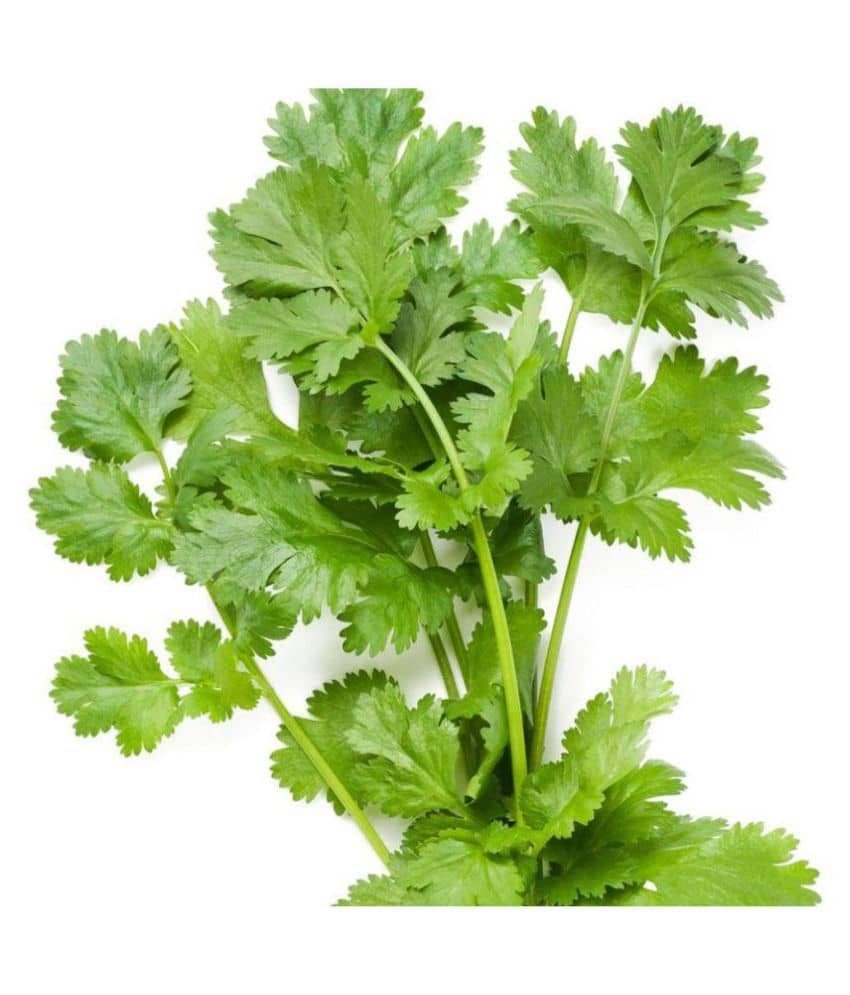 Vegetable Seeds Libdhaba Seeds - Coriander Seeds Veg Seeds Terrace Gardening Home Garden Seeds