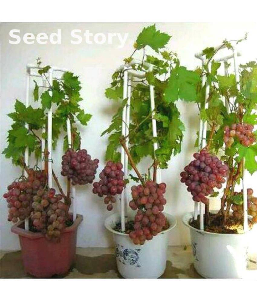 OhhSome Bonsai Suitable Fruit Seeds Golden Green Sweet Grape Professional Organic Seed Fruit Plant Seeds For House Kitchen Garden Bonsai Suitable Fruit Seeds Pack     			OhhSome Bonsai Suitable Fruit Seeds Golden Green Sweet Grape Professional Organic Seed Fruit Plant Seeds For House Kitchen Garden Bonsai Suitable Fruit Seeds Pack