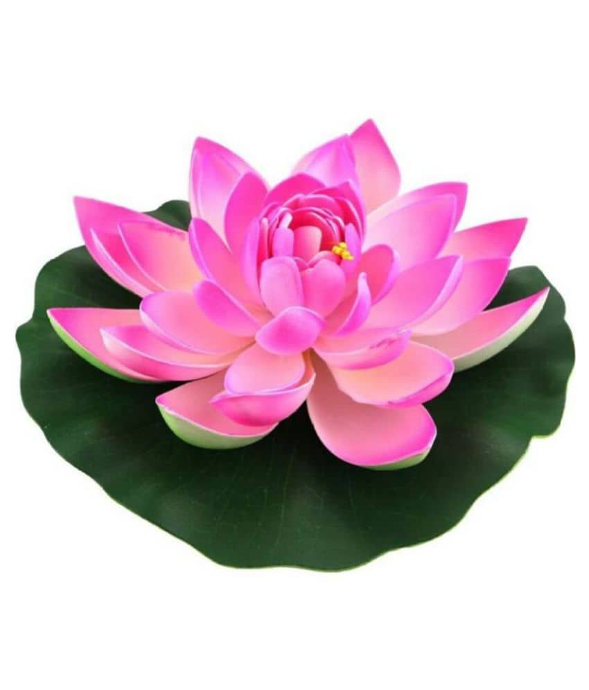 Green plant indoor Lotus Pink Floating Flowers - Pack of 1