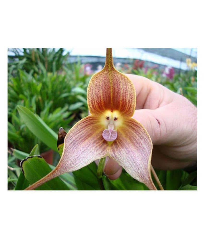 Monkey Face Orchid Flowers Seeds for Pot