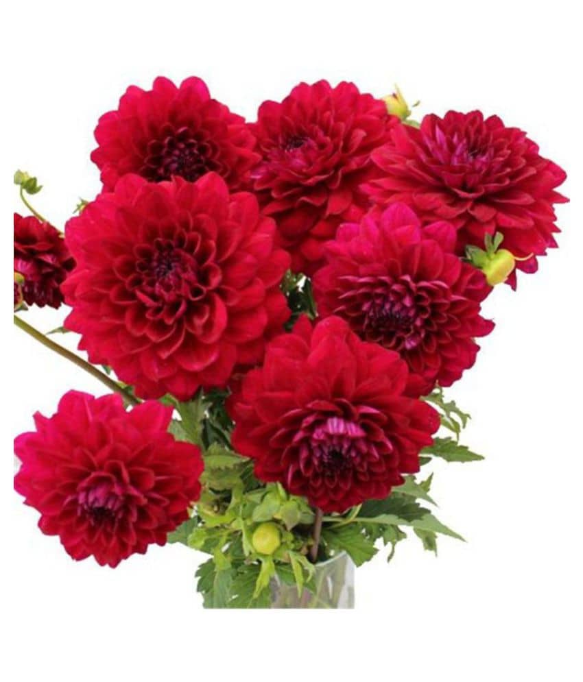 Dahlia Flower Seeds