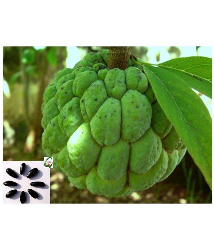     			6 Seeds Of Sweetsop, Annona Squamosa, Sugar Or Custard Apple, Sharifa Or Sitaphal Tree For Growing