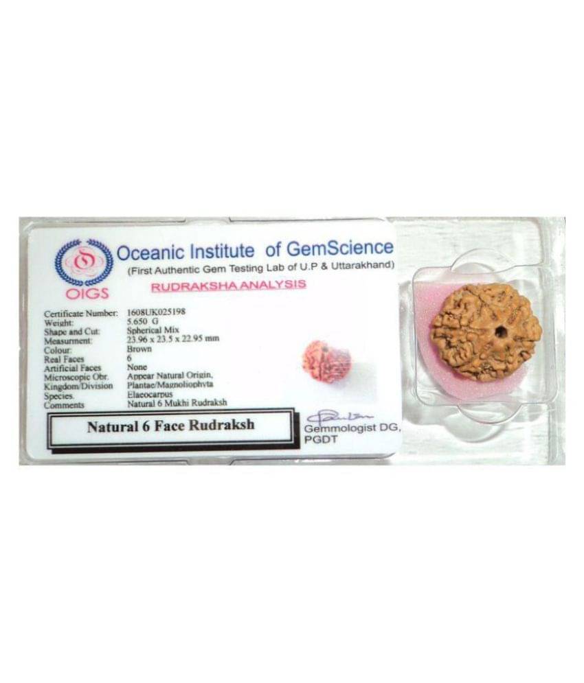     			6 Mukhi Rudraksha Six Faced Rudraksha