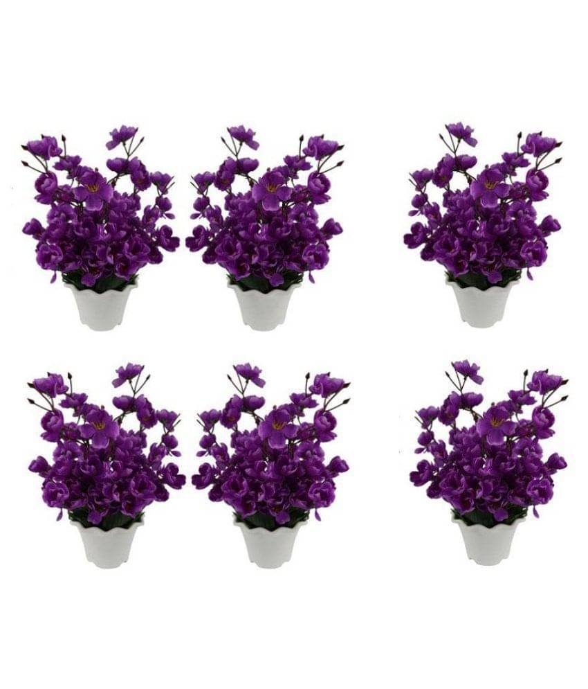 Green plant indoor Orchids Multicolour Flowers With Pot - Pack of 6 Green plant indoor Orchids Multicolour Flowers With Pot - Pack of 6
