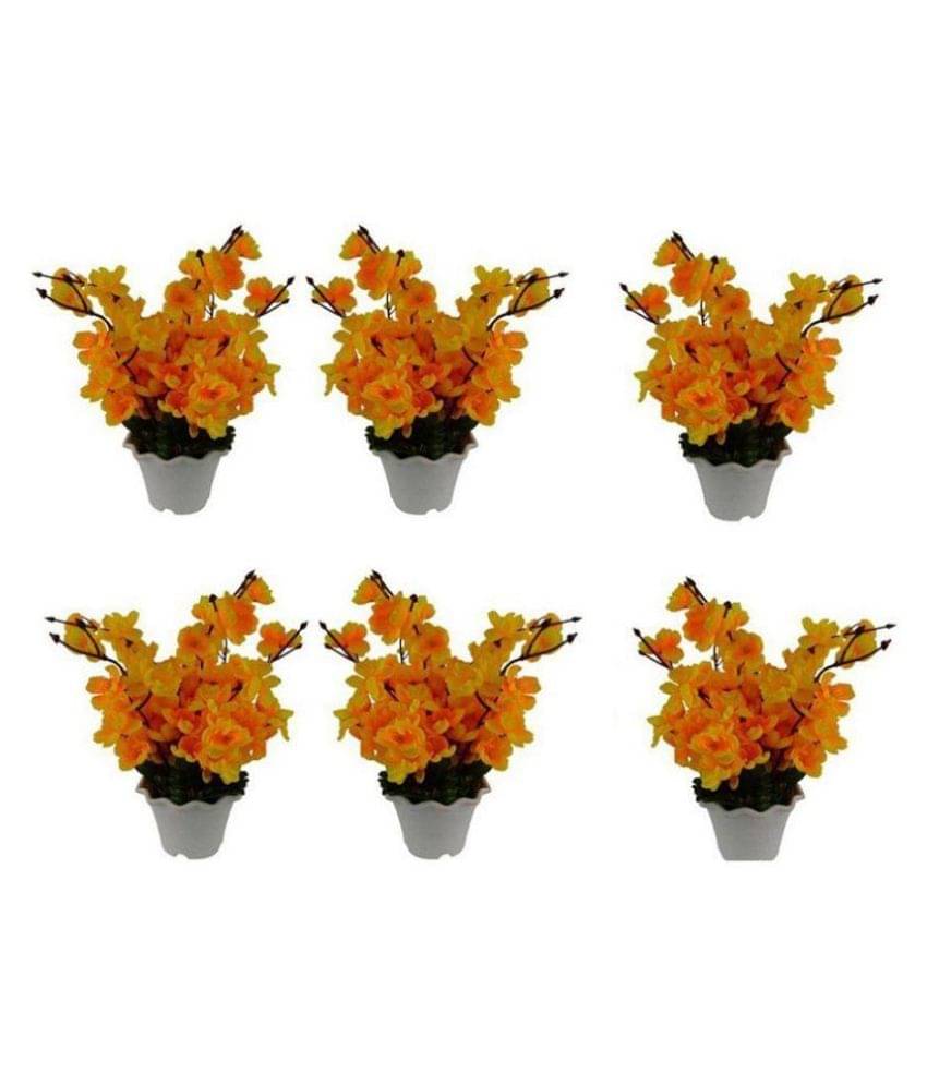 Green plant indoor Orchids Multicolour Flowers With Pot - Pack of 6 Green plant indoor Orchids Multicolour Flowers With Pot - Pack of 6