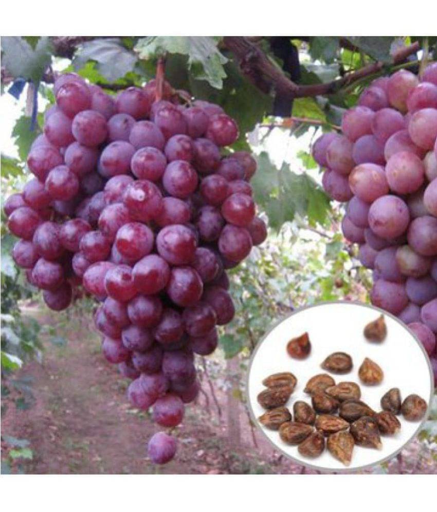    			OhhSome Fruit Seeds Red Globe Grape Seeds Garden Sweet Fragrant Juicy Fruit 10 Seeds Gardening Fruit Seeds Kitchen Garden Fruit Seeds Pack