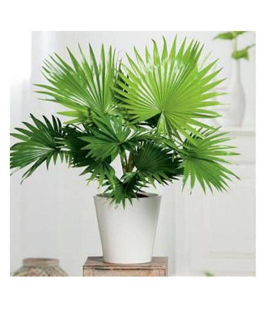 Alkarty dwarf areca palm tree seeds for gardening pack of 20 seeds Alkarty dwarf areca palm tree seeds for gardening pack of 20 seeds