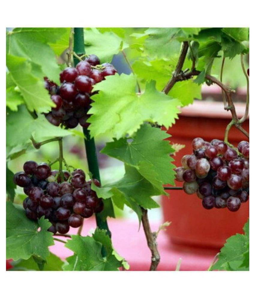 OhhSome Seeds Of Fleshy Fruits Live Grapes Plant Sweet Grapes Vine Fruit Plant Seeds Plant Seeds For Garden Kitchen Garden Bonsai Suitable Fruit Seeds Pack OhhSome Seeds Of Fleshy Fruits Live Grapes Plant Sweet Grapes Vine Fruit Plant Seeds Plant Seeds For Garden Kitchen Garden Bonsai Suitable Fruit Seeds Pack