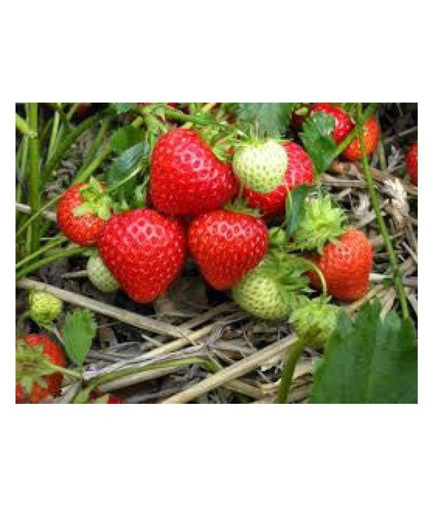 SEEDS FOR GARDENING STRAWBERRY F1 HYBRID SEEDS(LIVE GREEN) SEEDS FOR GARDENING STRAWBERRY F1 HYBRID SEEDS(LIVE GREEN)