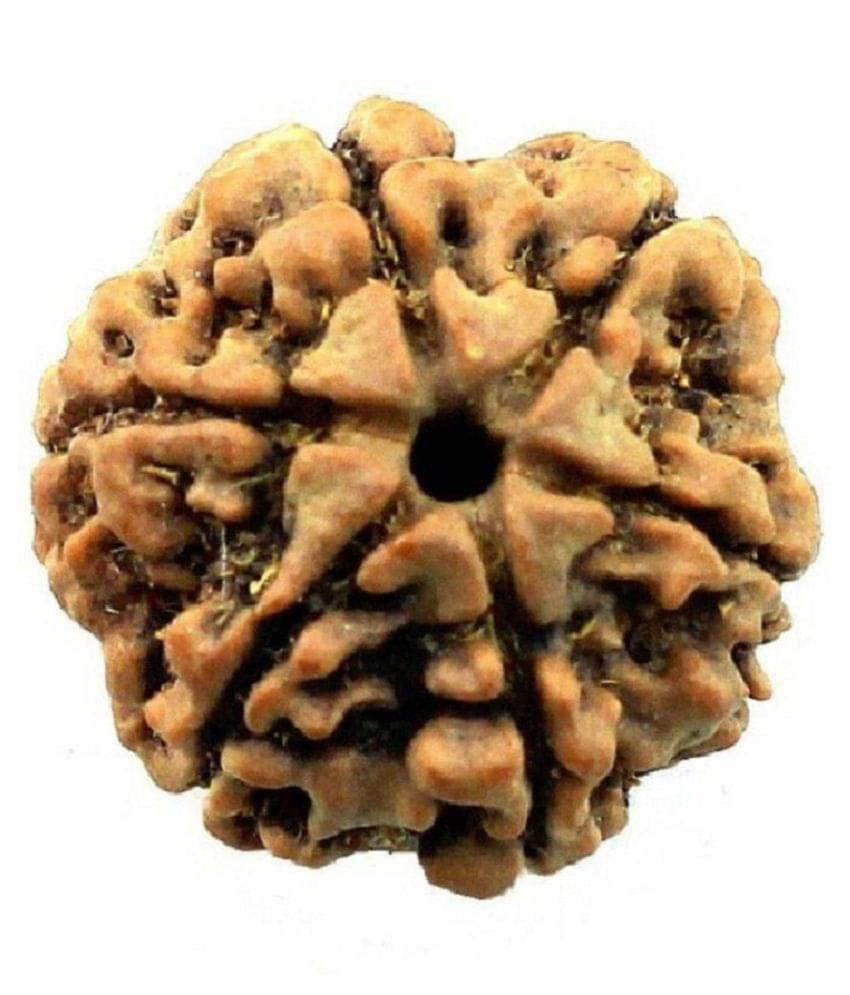     			Shivoham Rudraksha Bead Pack of 1 - 1 Beads