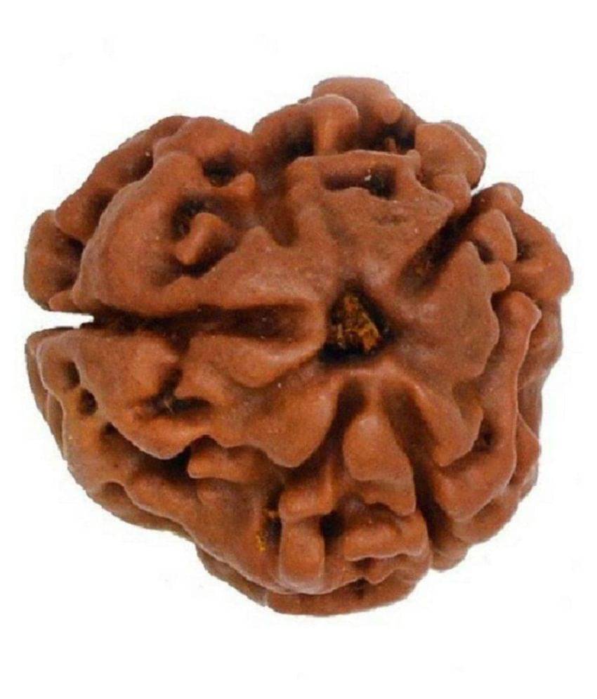     			Shivoham Rudraksha Bead Pack of 1 - 1 Beads