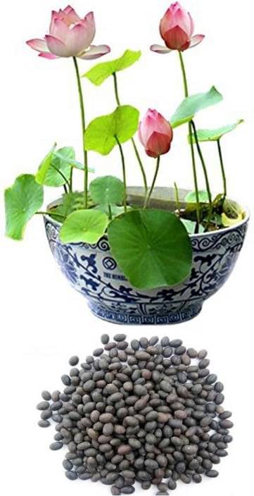     			Dual D Sacred INDIAN BLOOD LOTUS 10 Seeds, High Germiination, Rare Seeds