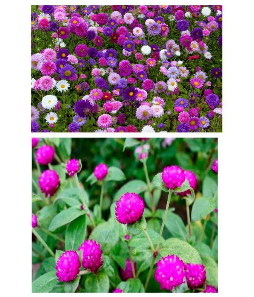 Aster Flower and Gomphrena flower Combo pack of best Quality Premium Seeds for home, garden, plants, balcony, kitchen & Farm House by Amazonite Enterprises