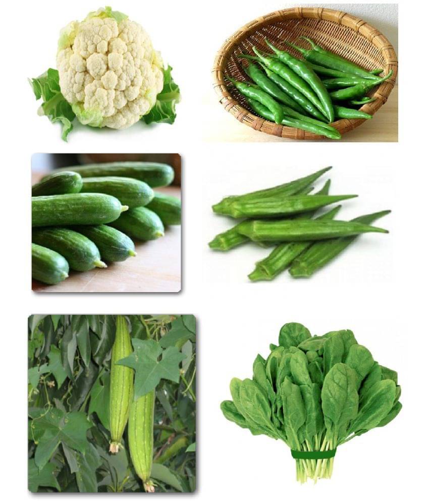 Vegetable Seeds Hybrid 6 In 1 Combo Pack - Cauliflower, Chilli Jwala Pariksha, Cucumber (Green), Bhindi Sujata okra, Sponge Gourd F1 White Long & Spinach Seeds 10 Seeds Each     			Vegetable Seeds Hybrid 6 In 1 Combo Pack - Cauliflower, Chilli Jwala Pariksha, Cucumber (Green), Bhindi Sujata okra, Sponge Gourd F1 White Long & Spinach Seeds 10 Seeds Each