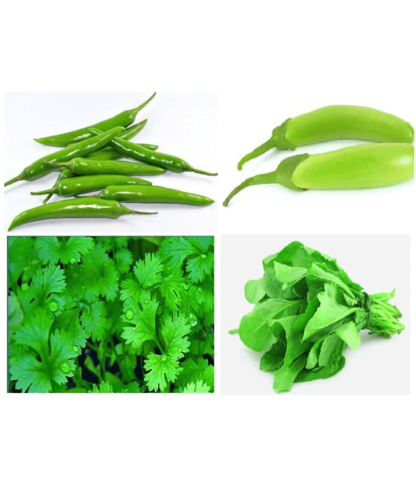     			Combo of 4 Green superior quality (Coriander, Palak, Green chili & Green Brinjal) Vegetable seeds