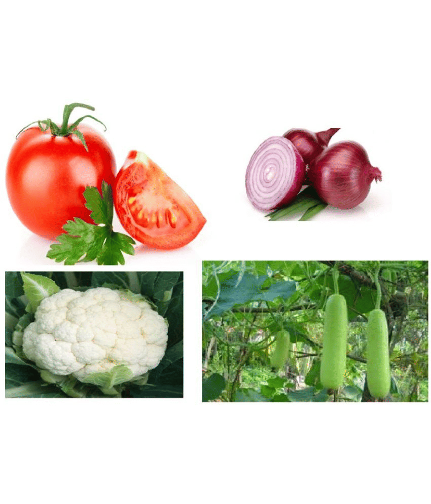 Combo of best quality (Tomato, Onion, Bottle gourd & Cauliflower) Vegetable seeds Combo of best quality (Tomato, Onion, Bottle gourd & Cauliflower) Vegetable seeds