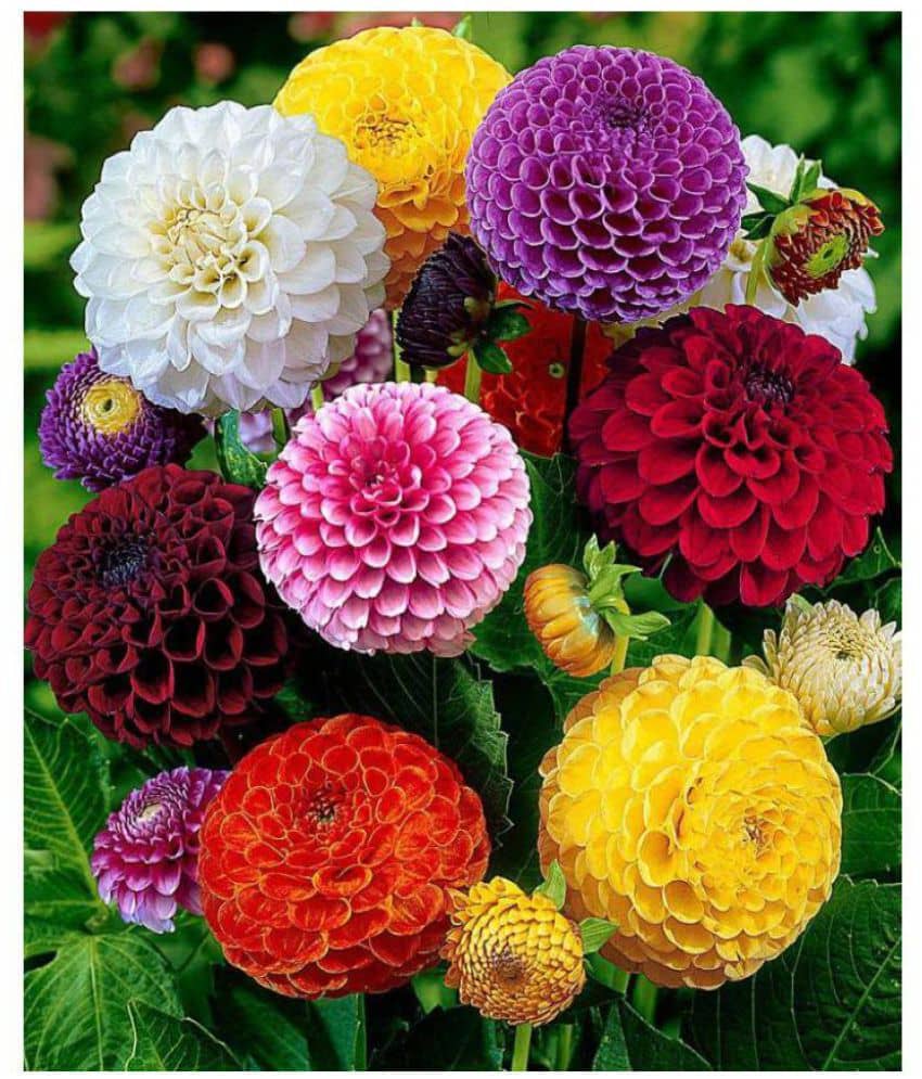 Ishika Dahlia Mixed Flower Plant Seeds